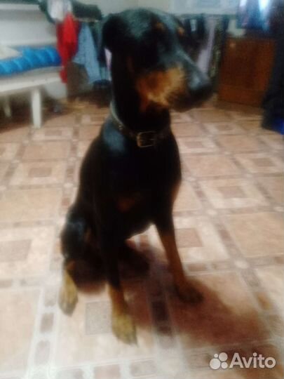 Щенки добермана