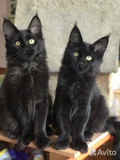 Котята мейн-кун