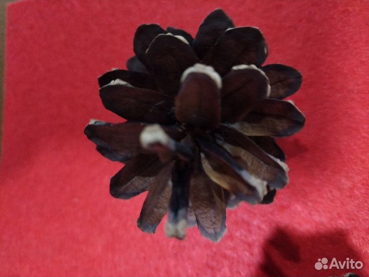 Продам сосновую или пихтовую шишку