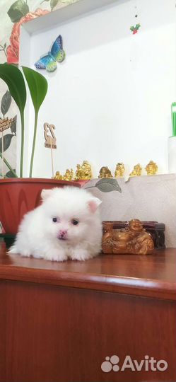 Щенки шпица