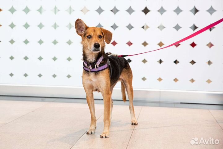 Собака девочка в добрые руки