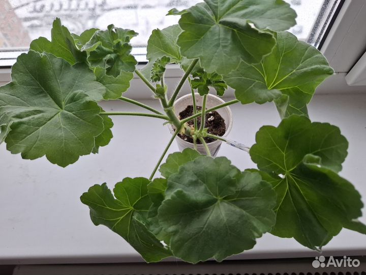 Пеларгонии сортовые