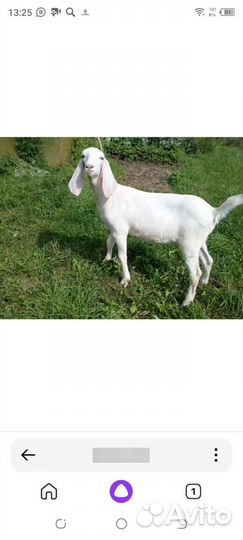 Нубийские козочки