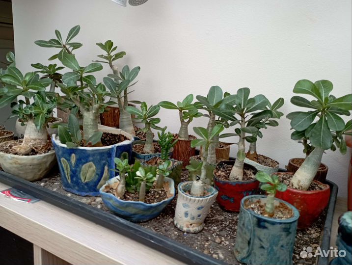 Адениумы излишки