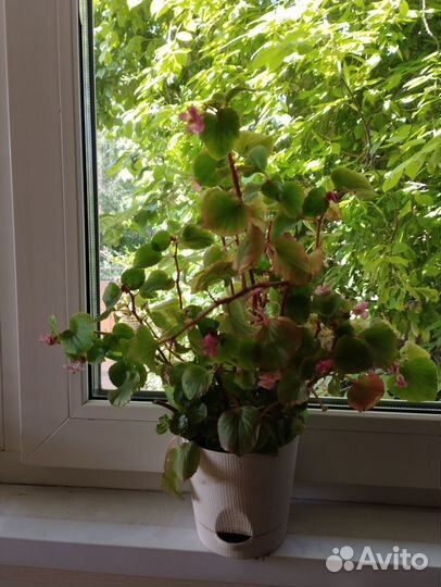 Бегония вечноцветущая