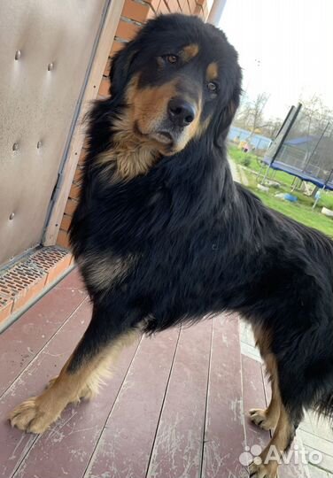 Выгул собак