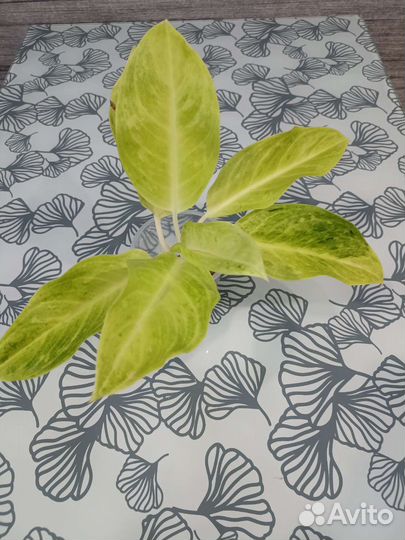 Аглаонемы тайские