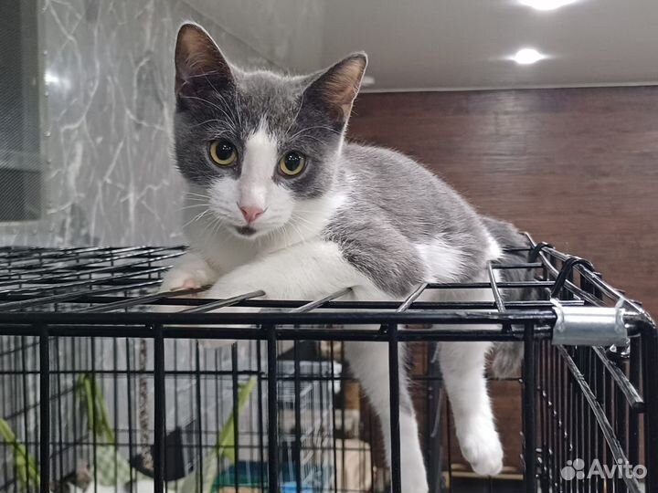 Кошка в дар