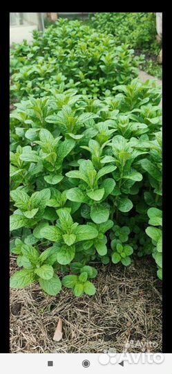 Мята, мелиса