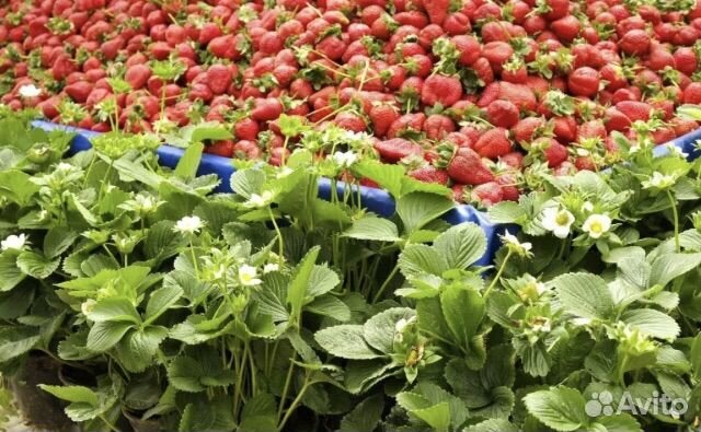 Рассада клубники фриго