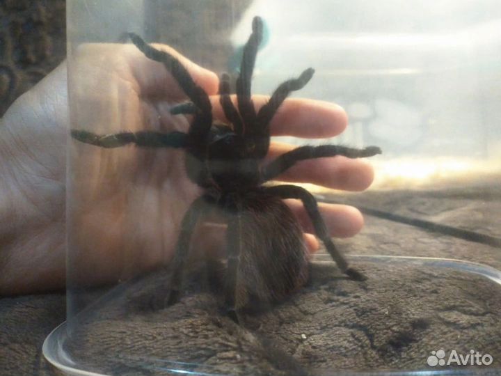 Паук птицеед