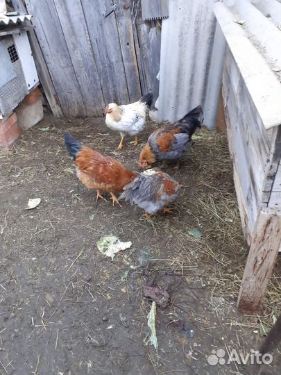 Молодые петухи 5 месяцев