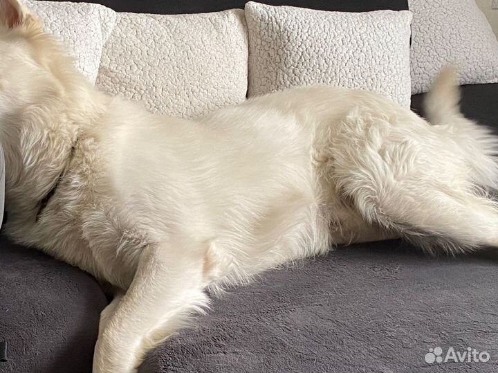 Собачья шерсть