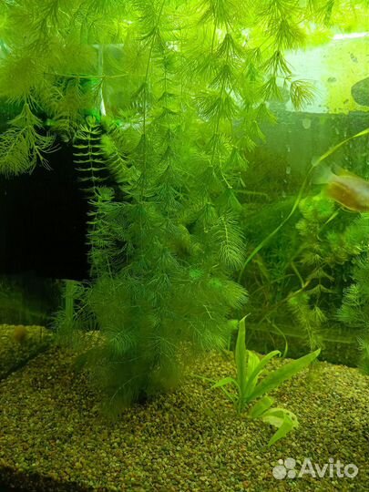 Роголистник в аквариум