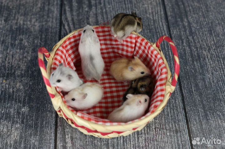 Сирийские Ангорские Умные Хомяки Джунгарики Клетки