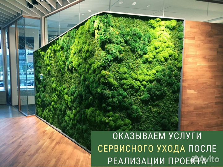 Фитостены из мха стабилизированного. Фитокартины