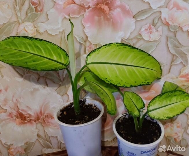 Спатифиллум Диффенбахия