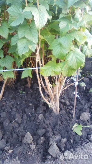 Черная смородина. Саженцы