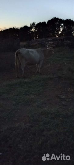 Корова с теленком