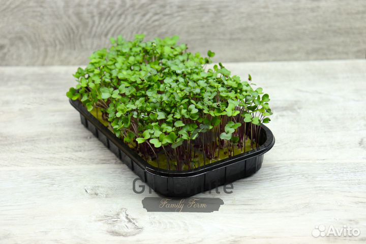 Микрозелень