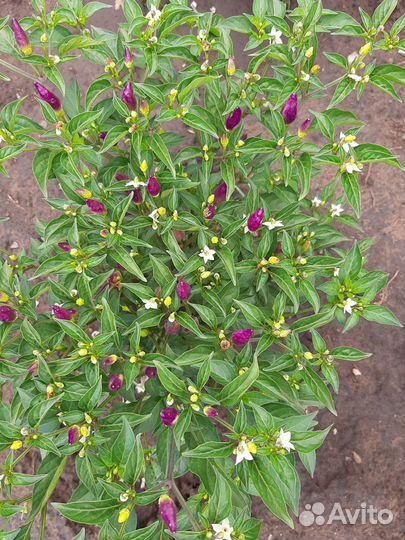 Семена перца острого Пиковая дама