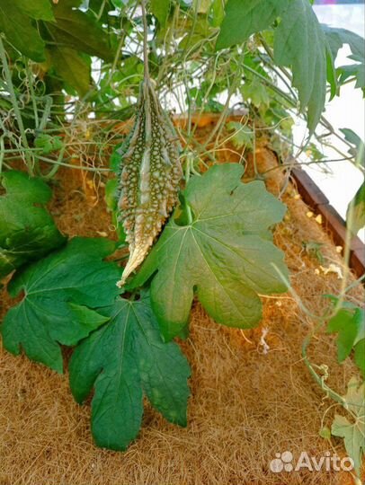 2 растения цветущей, плодоносящей Момордики