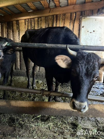 Телка 2 года