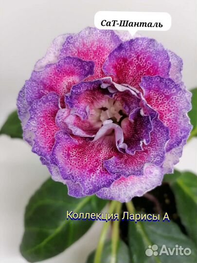 Глоксинии детки