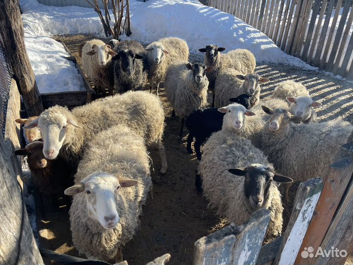 Овцы бараны