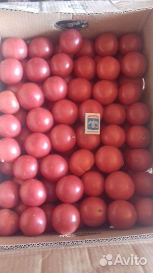 Помидор Перец