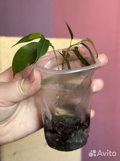 Отростки растений