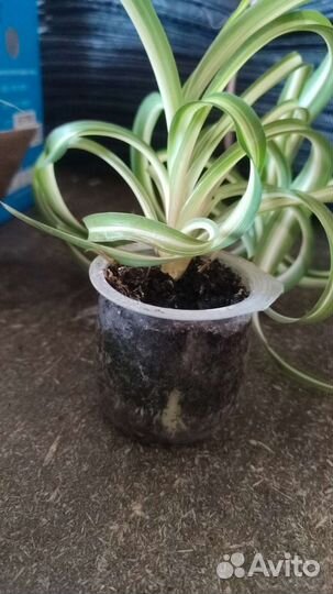 Хлорофитум кудрявый