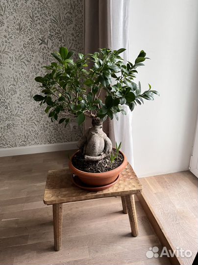 Большой бонсай 60 см