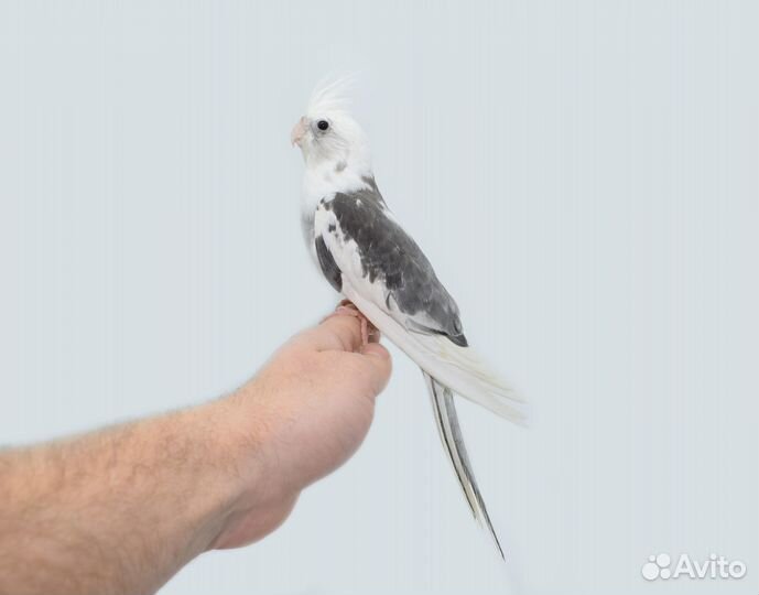 Кореллы выкормыши / ручные. Питомник. Доставка