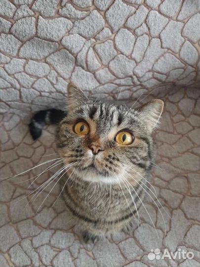 Кошки в добрые руки