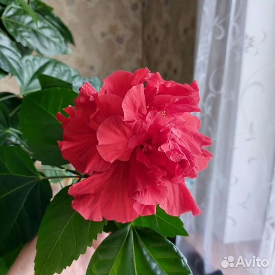 Гибискус махровый