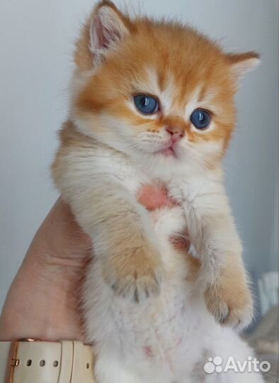 Британская кошка