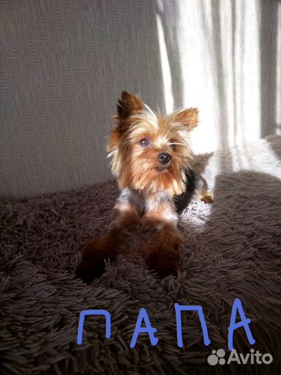 Йоркширский терьер