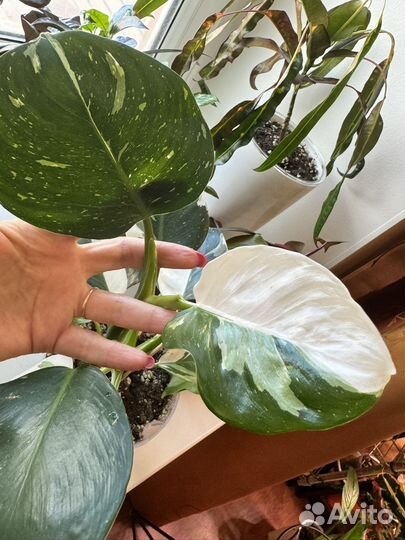 Филодендрон доместикум и другие