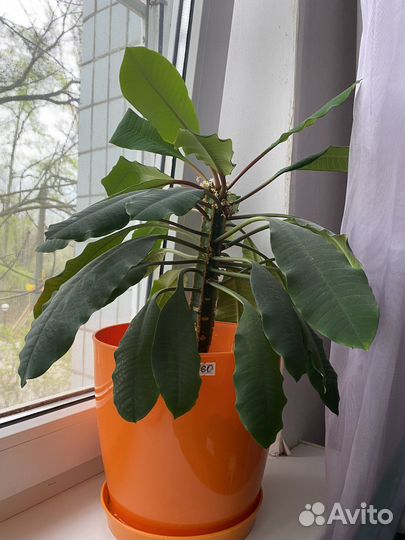 Комнатные цветы