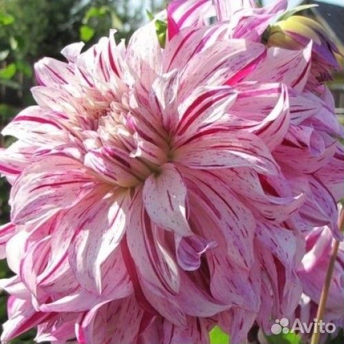 Георгины на осень(клубни)