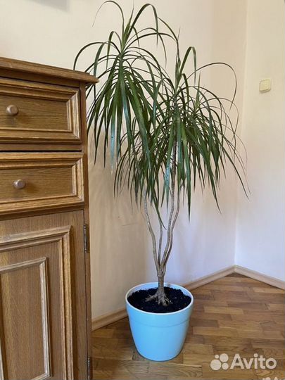 Драцена, комнатное растение