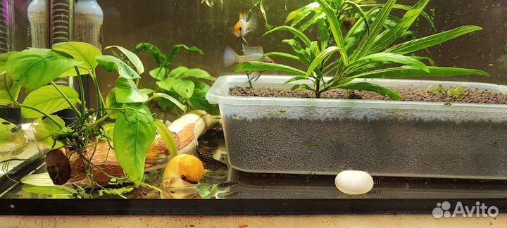 Аквариум с рыбками