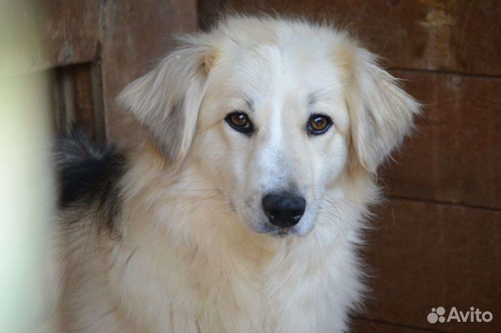 Собака из приюта в добрые руки