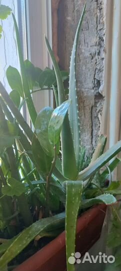 Комнатные растения