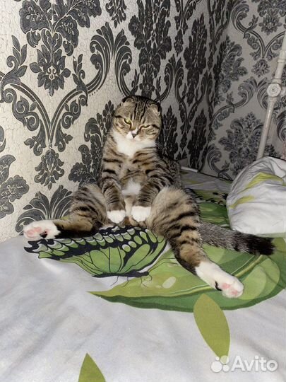 Шотландский кот вязка