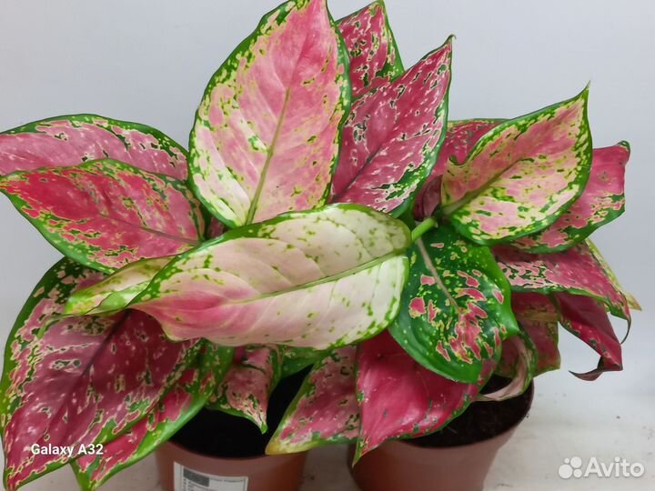 Аглаонема оспишес