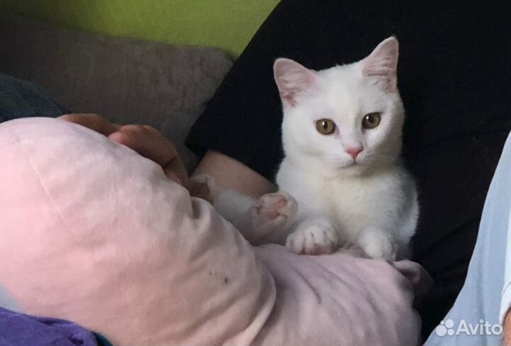 Белая британская кошка
