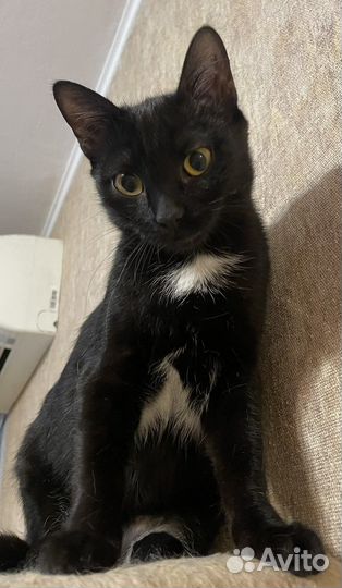 Кошечка ищет семью