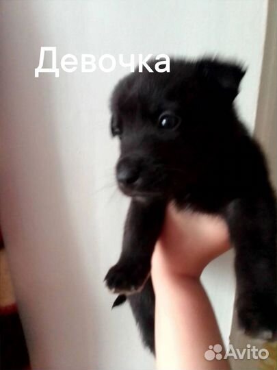 Отдам в добрые руки